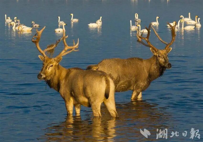 بعد أربعين عامًا من عودته إلى الصين .. الغرب يعيد الاسم الصيني الاصل "ميلو" لأيل الأب ديفيد