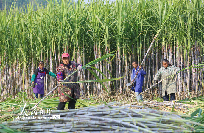 توسيع مزارع قصب السكر يحيي صناعة السكر البني في لونغهوي