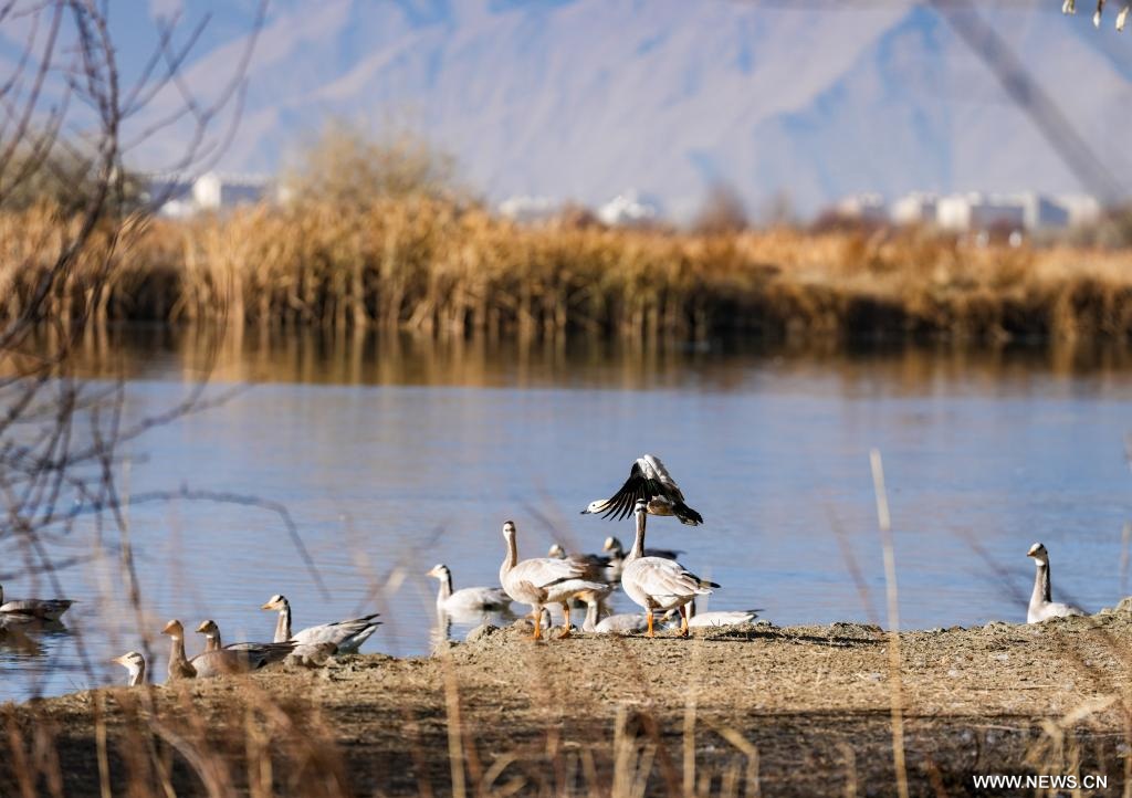 محمية وطنية صينية للأراضي الرطبة تحصل على اعتماد عالمي