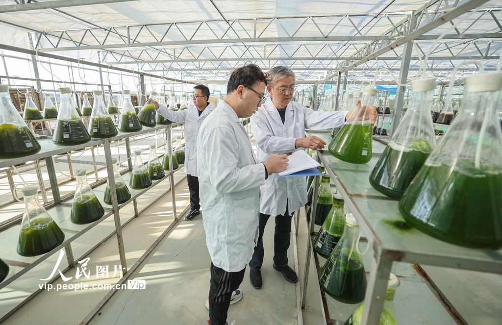 رونغتشنغ: زراعة الطحالب الدقيقة تعزز التحول الأخضر للاقتصاد البحري