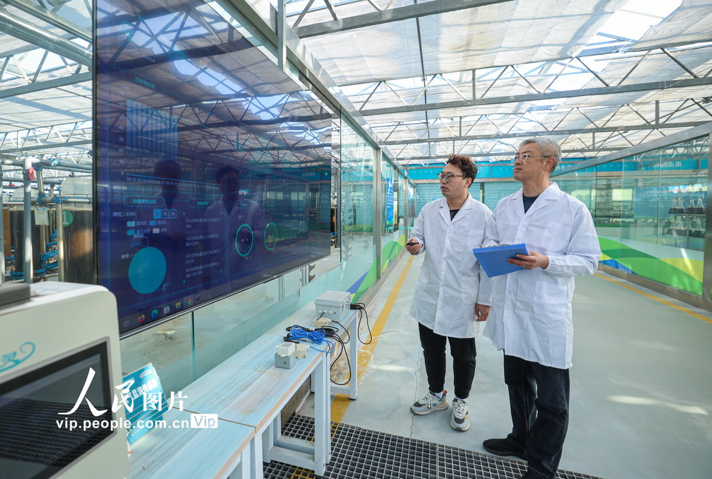 رونغتشنغ: زراعة الطحالب الدقيقة تعزز التحول الأخضر للاقتصاد البحري