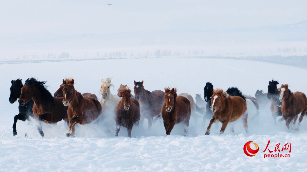عرض الخيول السماوية فوق السهول الثلجية يذهل الزوار في تشاوسو