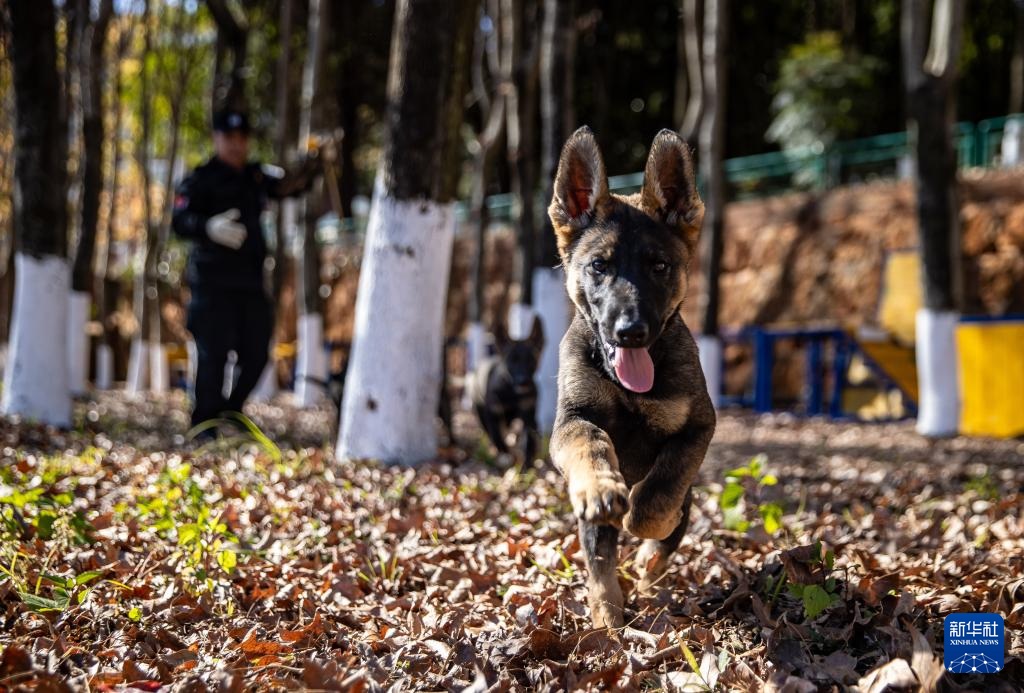 اكتشاف قاعدة تدريب كلاب الشرطة في كونمينغ