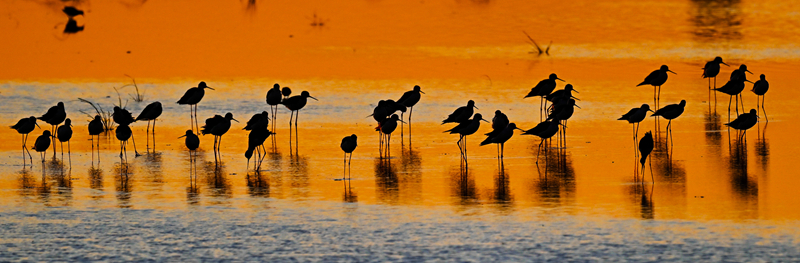 الصين الأولى آسيويا والرابعة عالميا في مساحة الأراضي الرطبة