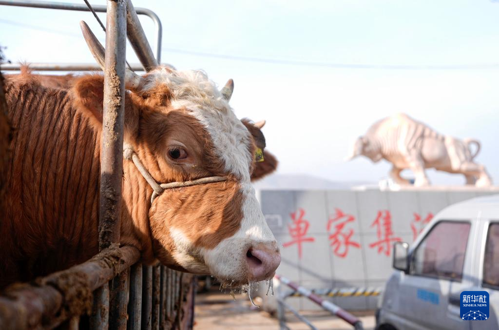 ازدهار أسواق الماشية في شيجي مع بدء فصل الربيع