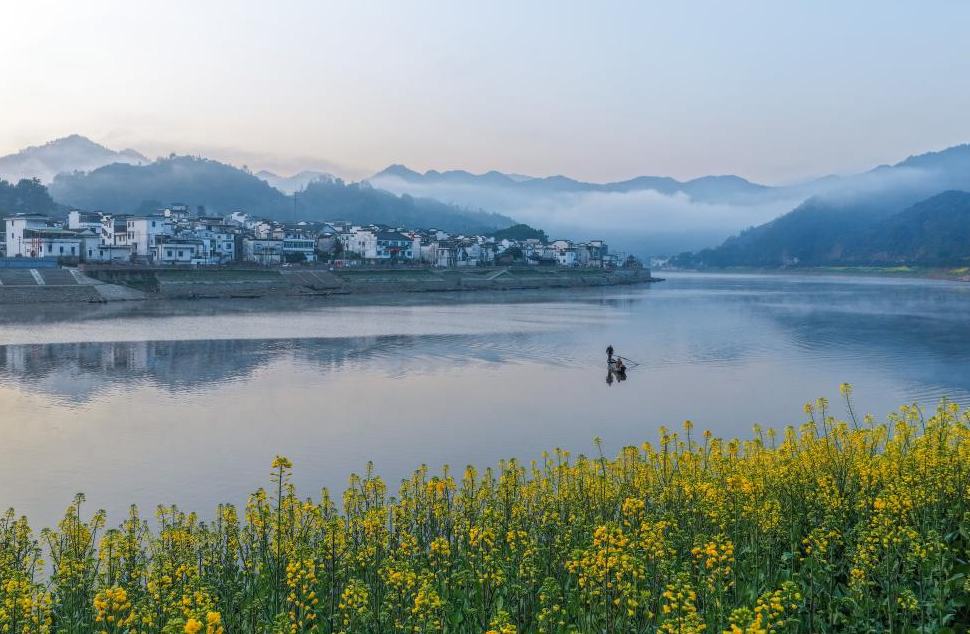 أزهار اللفت المتفتحة على ضفاف نهر شينآن بمقاطعة آنهوي شرقي الصين
