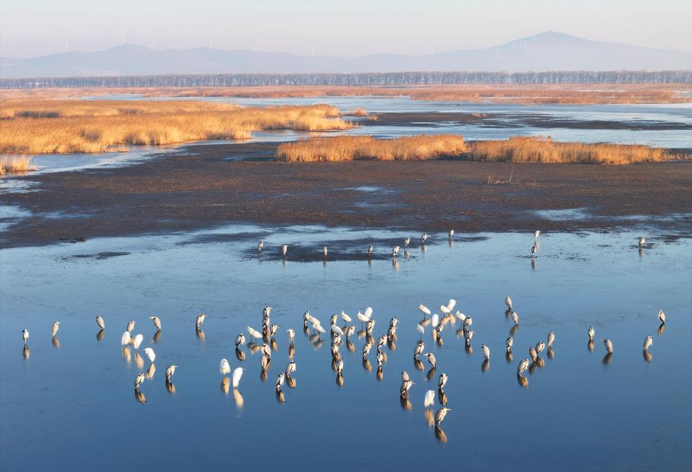 الصورة: مقاطعة في أقصى شمالي الصين تستقبل عودة الطيور المهاجرة