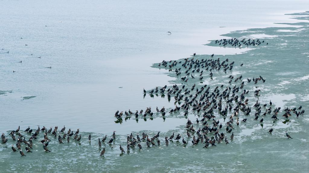 الصورة: مقاطعة في أقصى شمالي الصين تستقبل عودة الطيور المهاجرة