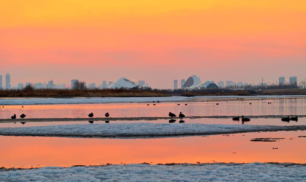 الصورة: مقاطعة في أقصى شمالي الصين تستقبل عودة الطيور المهاجرة