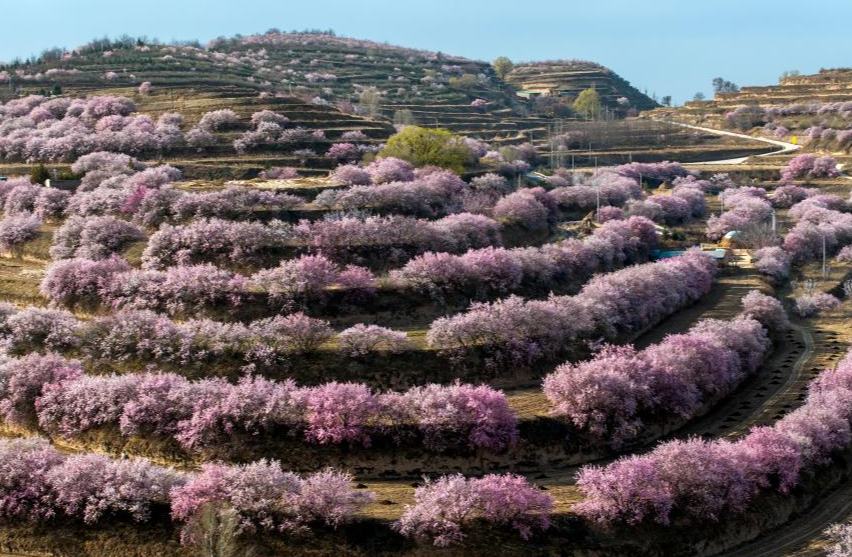 الصورة: مناظر الربيع الخلابة في شمال غربي الصين