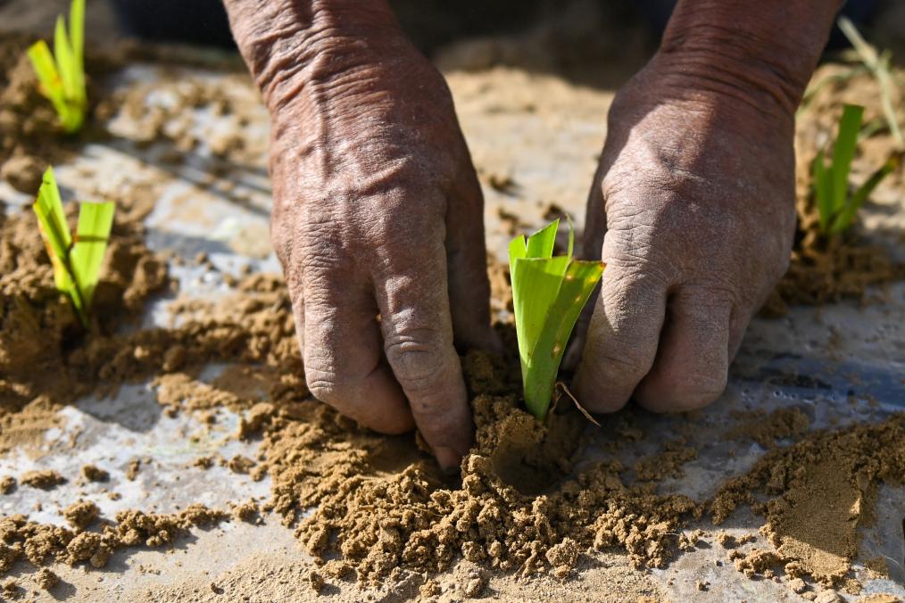 الأعشاب الطبية تزدهر على طول حافة صحراء تاكلاماكان