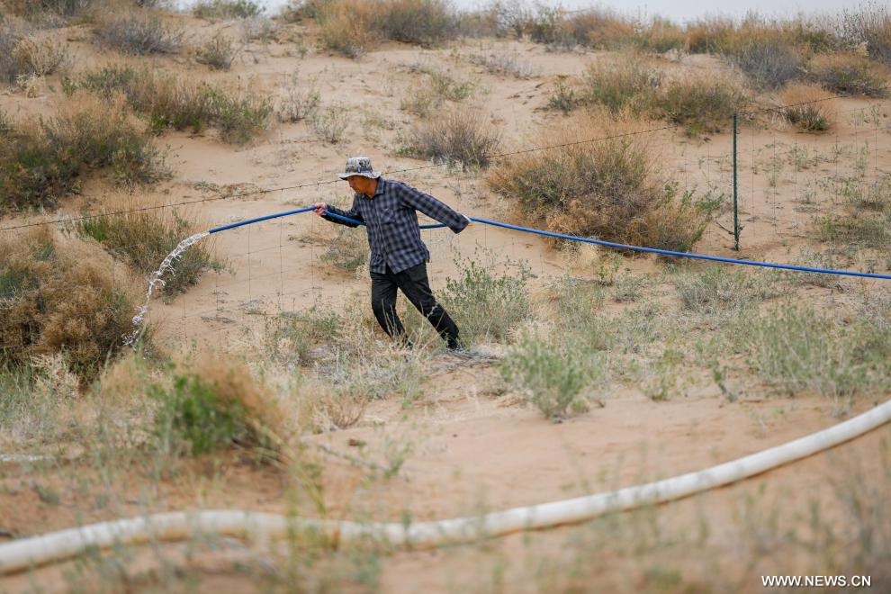 جهود مكافحة التصحر في منطقة منغوليا الداخلية بشمالي الصين