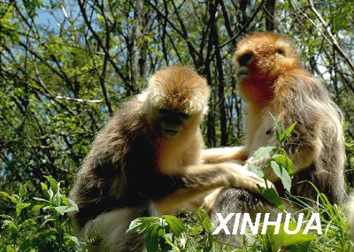 عدد القرود الذهبية الصينية فى شن نونغ جيا لمقاطعة هوبى يجاوز  1300  