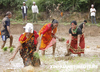 الاحتفال بيوم الأرز فى نيبال 