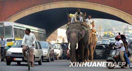 الفيل تسير على الشوارع الهندية