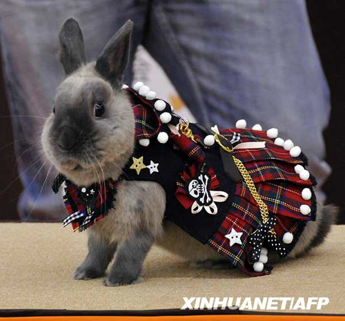 مسابقة الموضة للأرانب فى اليابان