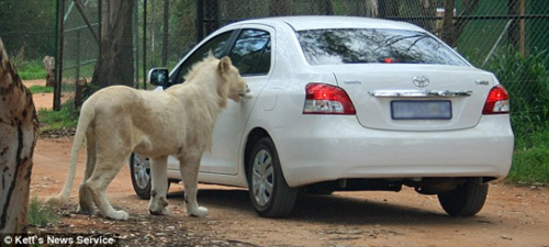 مشهد خطير فى حديقة الحيوانات البرية:محاولة اسد دخول سيارة السياح