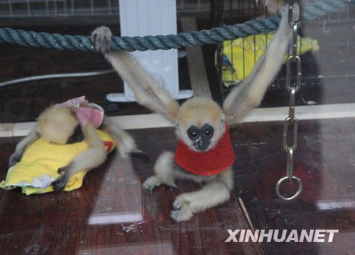 "روضة الأطفال" لقردة الجبون فى مدينة ناننينغ الصينية