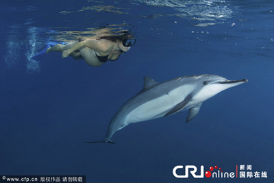 مرافقة الدلفين حاملين فى السباحة فى البحر