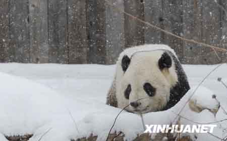 عودة زوج من الباندا العملاقة فى الولايات المتحدة الى الصين