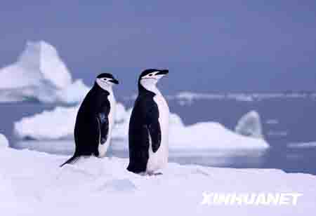 سيد قارة أنتاركتيكا- طيور البطريق