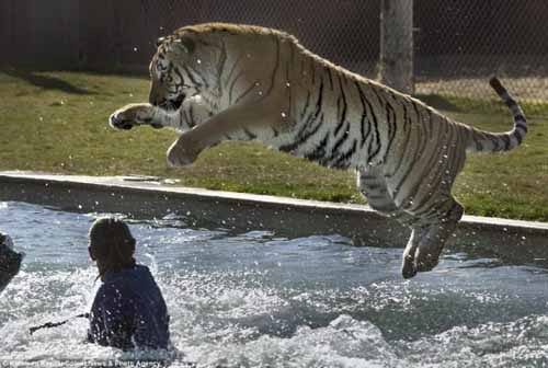 أريزونا:نمر يقفز الى البركة للعب مع مدربه 