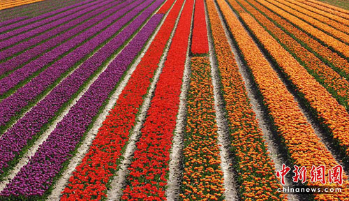 تفتح أزهار توليب في هولندا