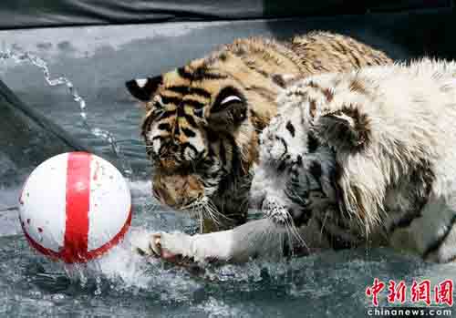 صور:النمور تحب لعب كرة القدم ايضا