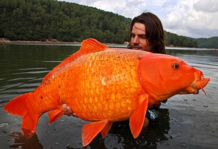 رجل فرنسي يصطاد  سمكة ذهبية ضخمة بقيمة 30 باوند