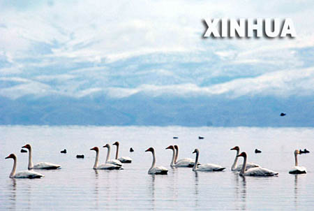 سرب من البجع الكبير يحط على بحيرة تشينغهاي