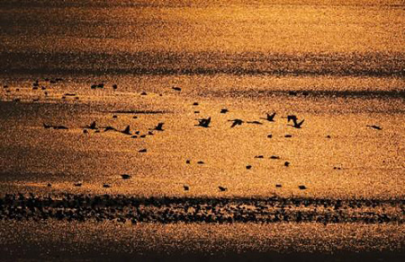 بحيرة بويانغ توشك ان تدخل افضل فترة لمشاهدة الطيور 