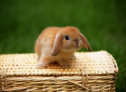 هل تعرف عادات الأرنب؟ 