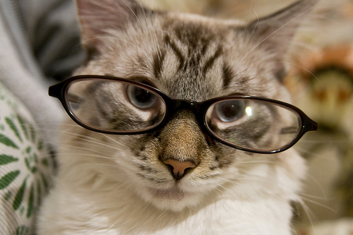 صور مضحكة:عندما تلبس القطط النظارات