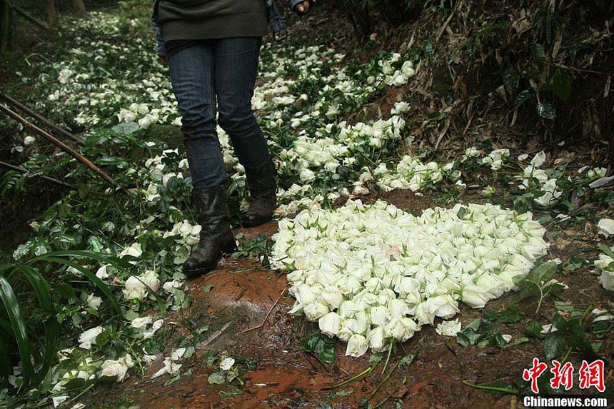 عدد كبير من الناس نشرون الورود البيضاء ويعدون الإكليل من الزهور على شكل القلب لتقديم البركة لهما.