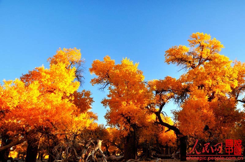 صور: المناظر الخريفية الساحرة في حديقة علشان الجيولوجية الوطنية الصينية  (12)