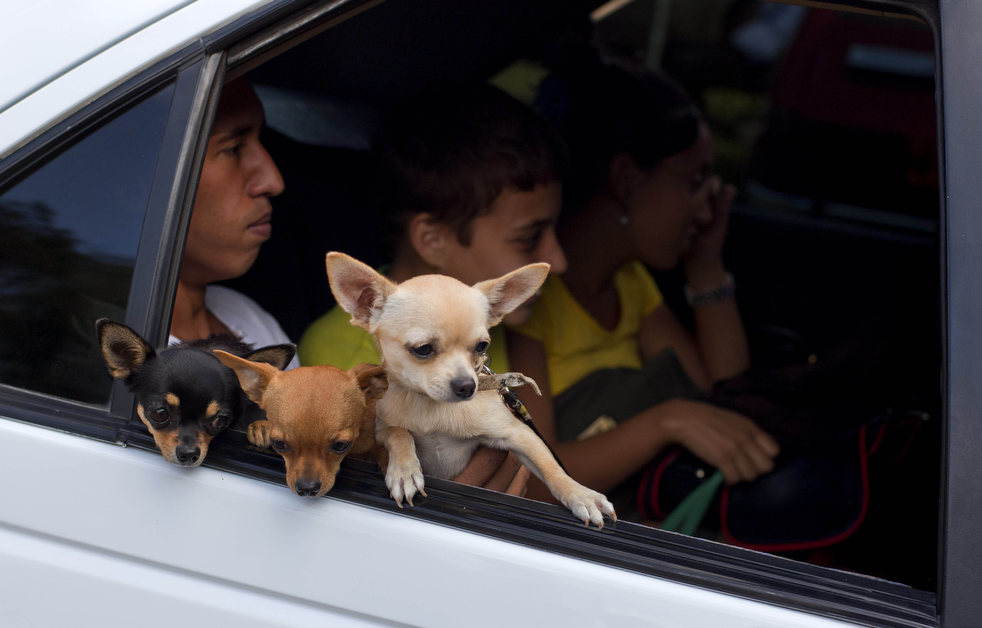 تجمع أنواع الكلاب المختلفة فى المعرض الدولي المقام فى هافانا (7)