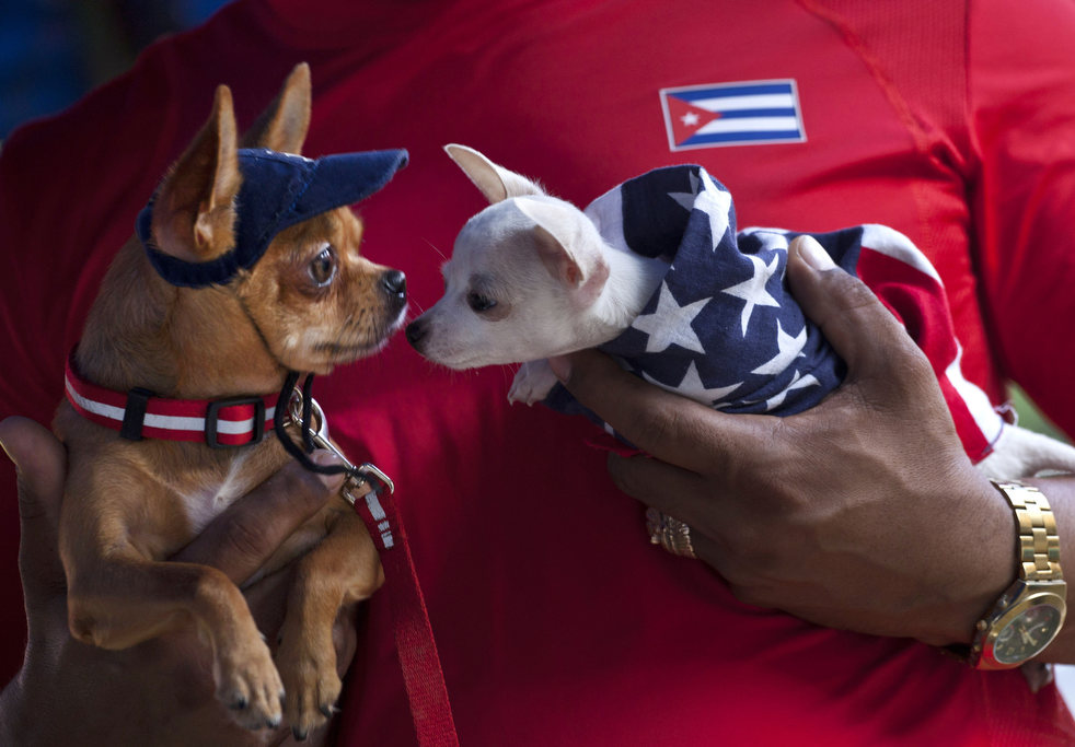 تجمع أنواع الكلاب المختلفة فى المعرض الدولي المقام فى هافانا (2)
