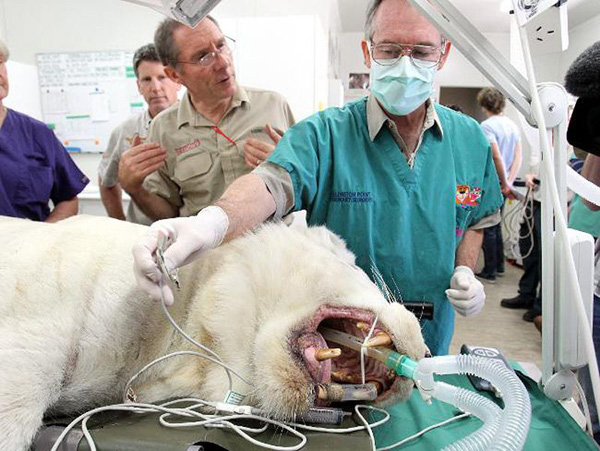 المشاهد الحقيقية لجراحات الحيوانات (5)