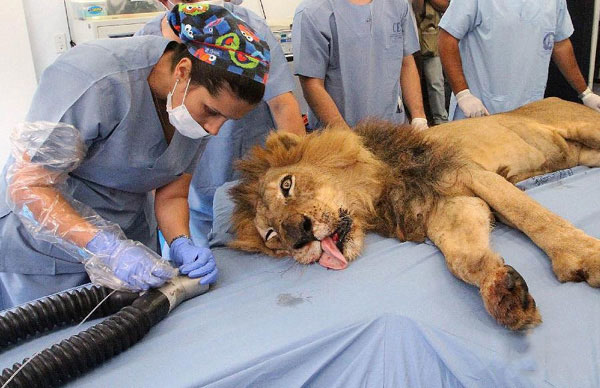 المشاهد الحقيقية لجراحات الحيوانات (3)