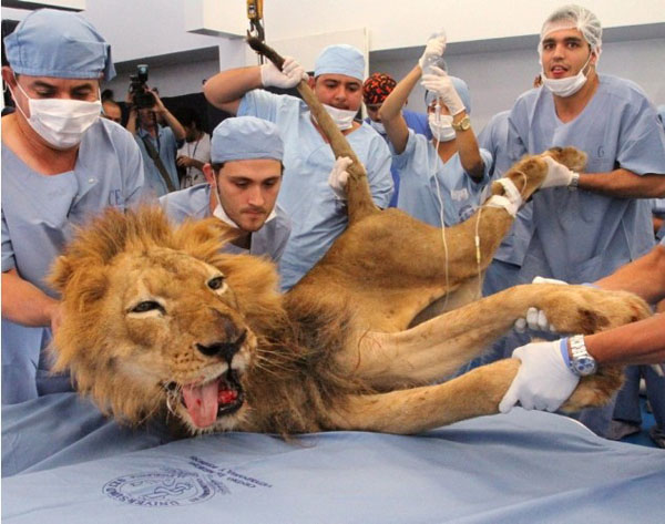 المشاهد الحقيقية لجراحات الحيوانات