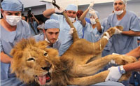 المشاهد الحقيقية لجراحات الحيوانات