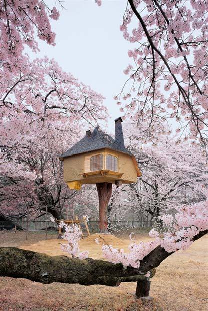 بيوت الشجرة السحرية الجميلة في العالم