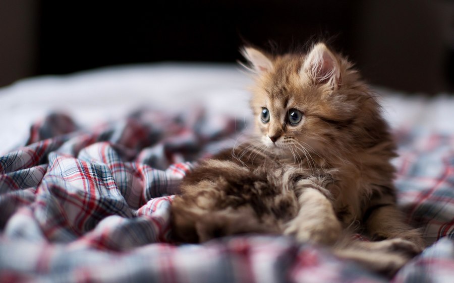 قطة محبوبة تسمى "دايسي" عبر عدسات صاحبها (17)