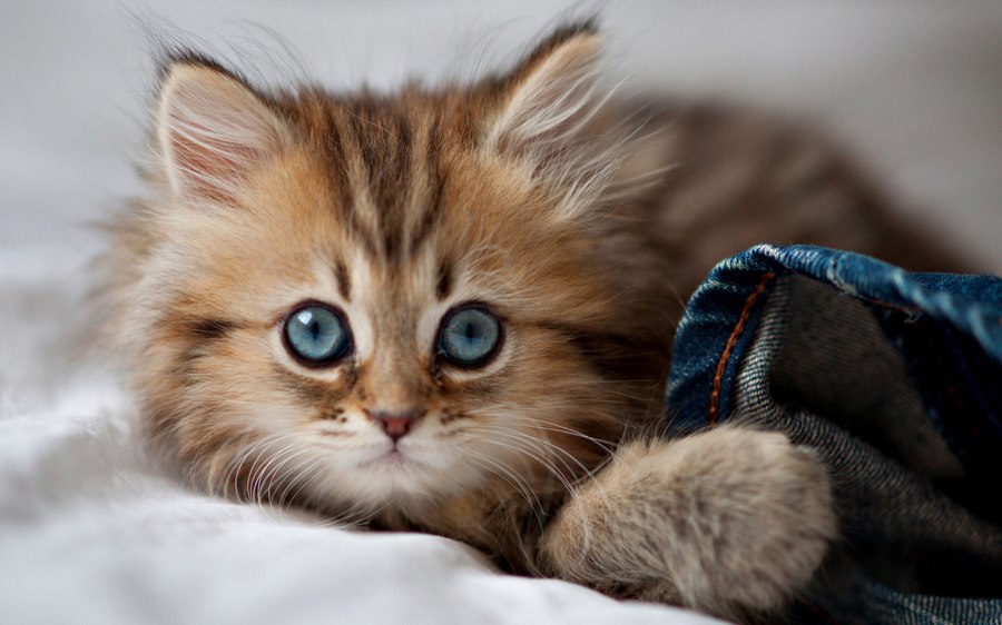 قطة محبوبة تسمى "دايسي" عبر عدسات صاحبها