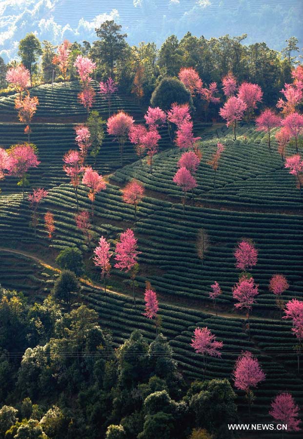تفتح زهور الكرز في جنوب غرب الصين (5)
