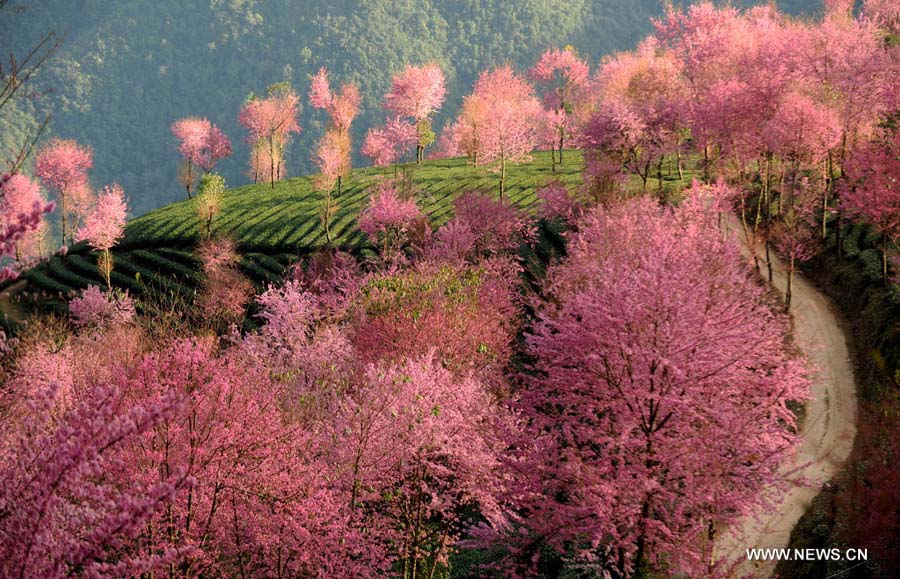 تفتح زهور الكرز في جنوب غرب الصين (3)