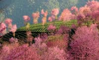 تفتح زهور الكرز في جنوب غرب الصين