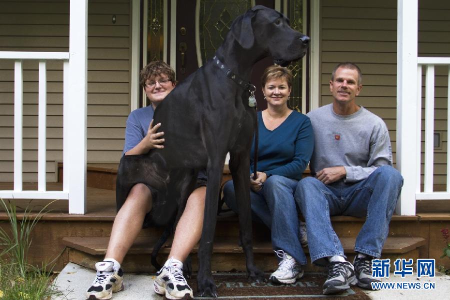 أطول كلب