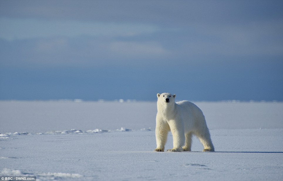 صور مذهلة! اتصال قريب بين مصور بريطاني ودب قطبي جوعان (13)