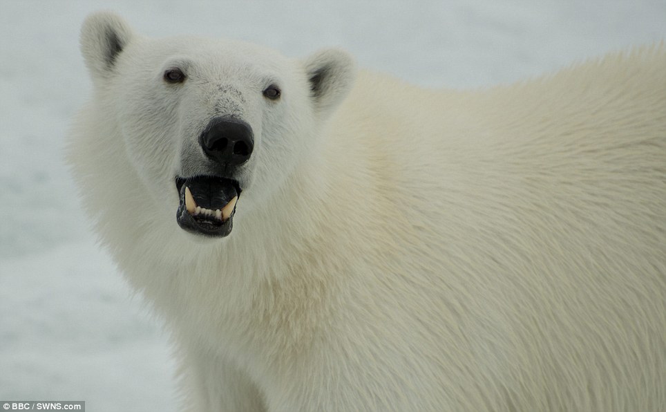 صور مذهلة! اتصال قريب بين مصور بريطاني ودب قطبي جوعان (12)